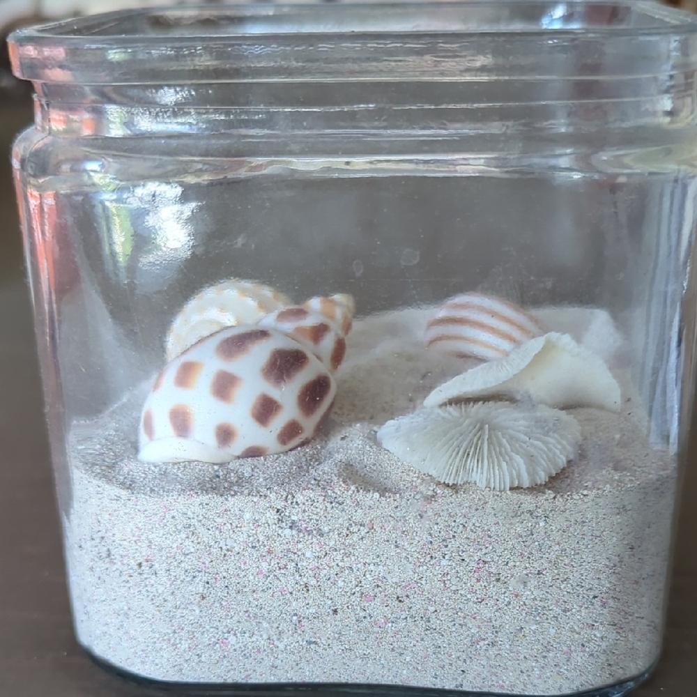 Hand Crafted Cream and Brown  Sea Shell Beach Decor Accents. Calm Restful Space - Picture 3 of 5